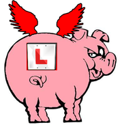 Flying Pig Logo